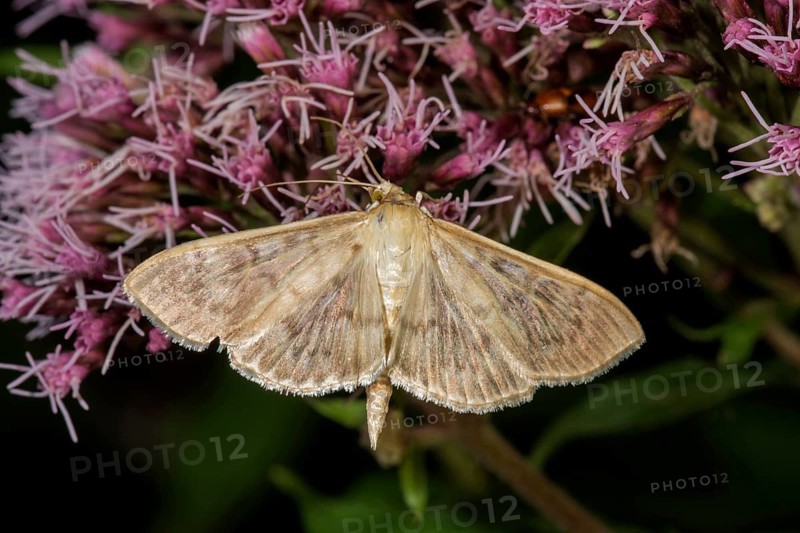 Mother of pearl moth