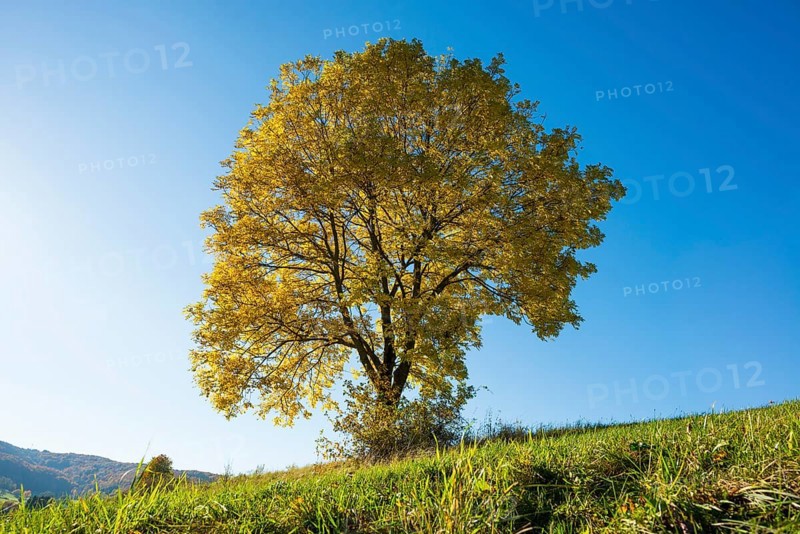 European ash