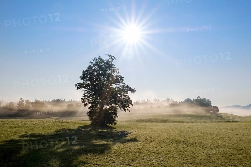 Tree in the back light