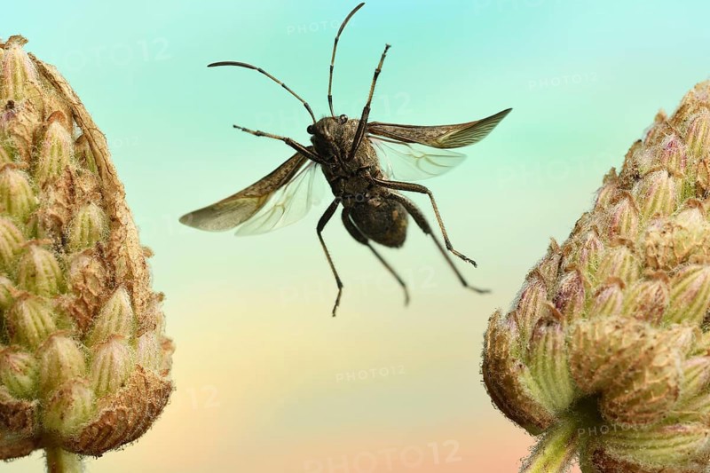 Bottle-feeler bug
