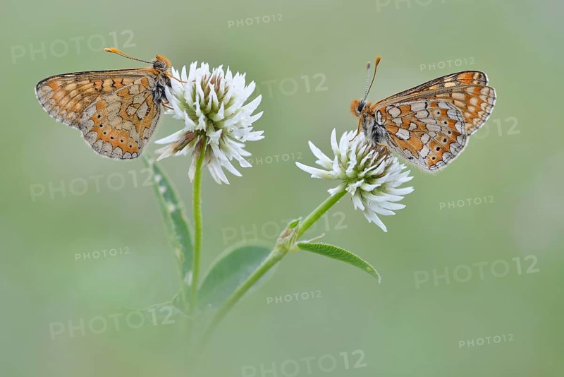 Two Marsh Fritillaries