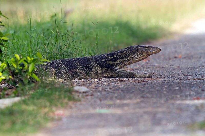 Water monitor