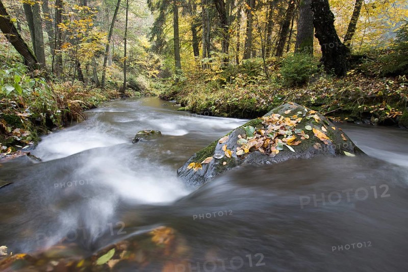 River Selke flowing through autumn forest
