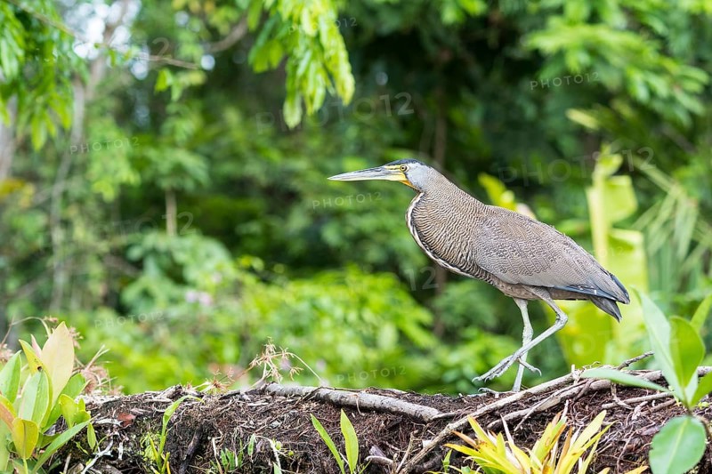 Bare-Throated Tiger Heron