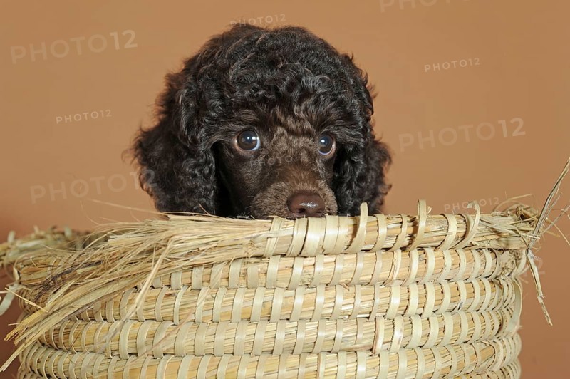 Miniature poodle