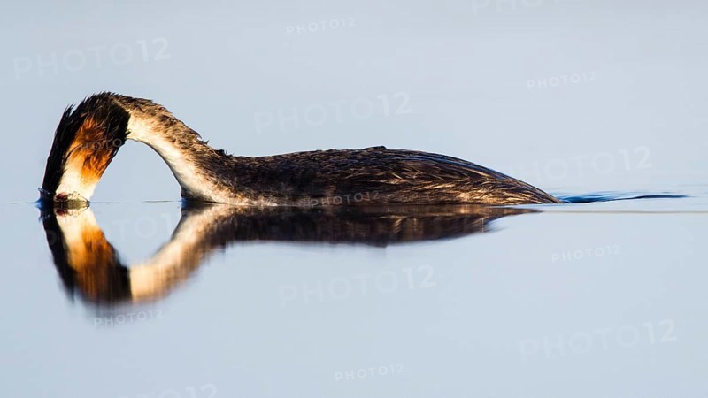 Great crested grebe