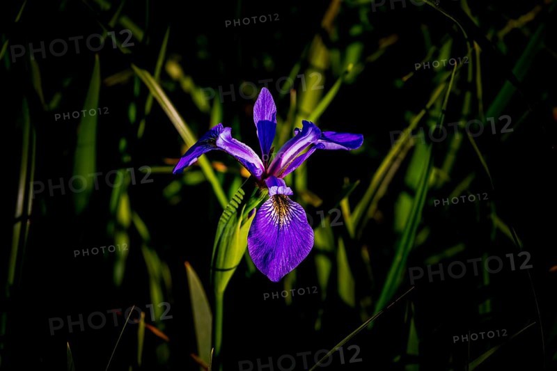 Wild flower