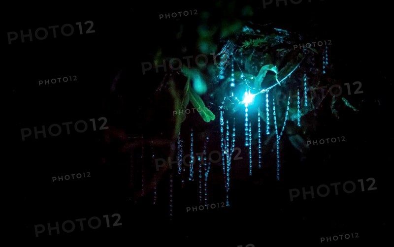 Bioluminescence