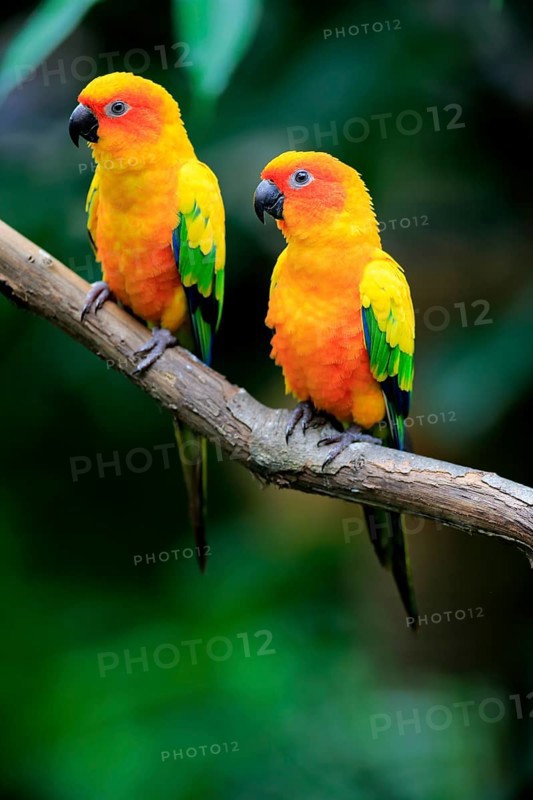 Sun conure