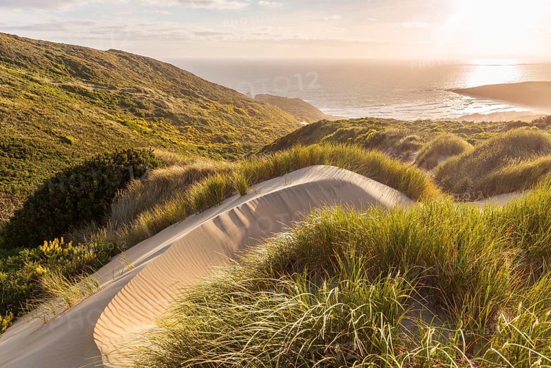 Lush sand dunes