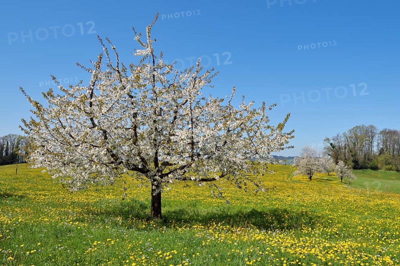 Flowering cherry tree