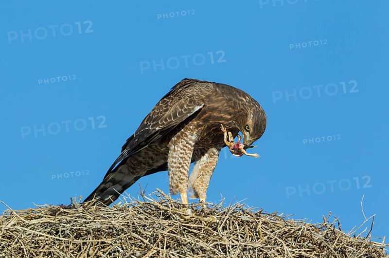 Pale Chanting Goshawk