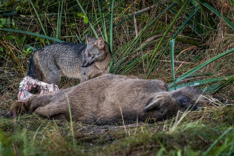 Hoary fox