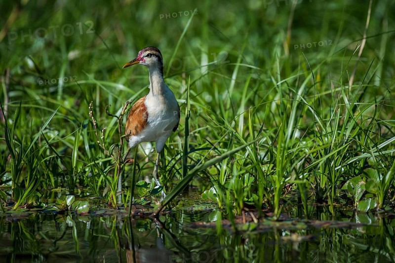 Wattled jacana
