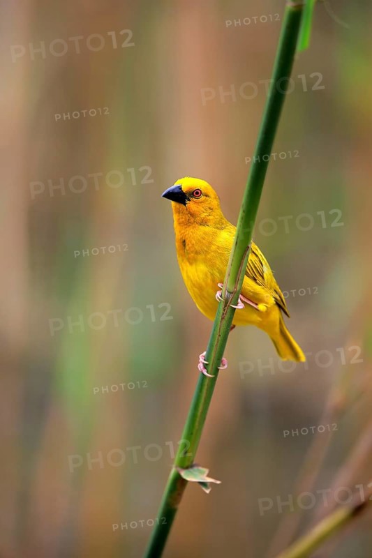 Eastern Golden Weaver