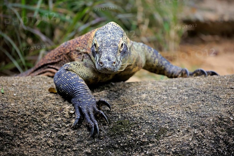 Komodo dragon