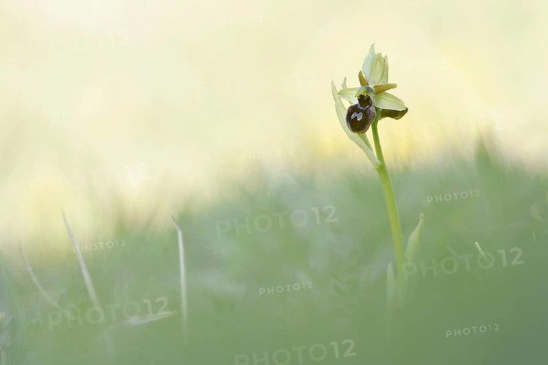 Early Spider Orchid