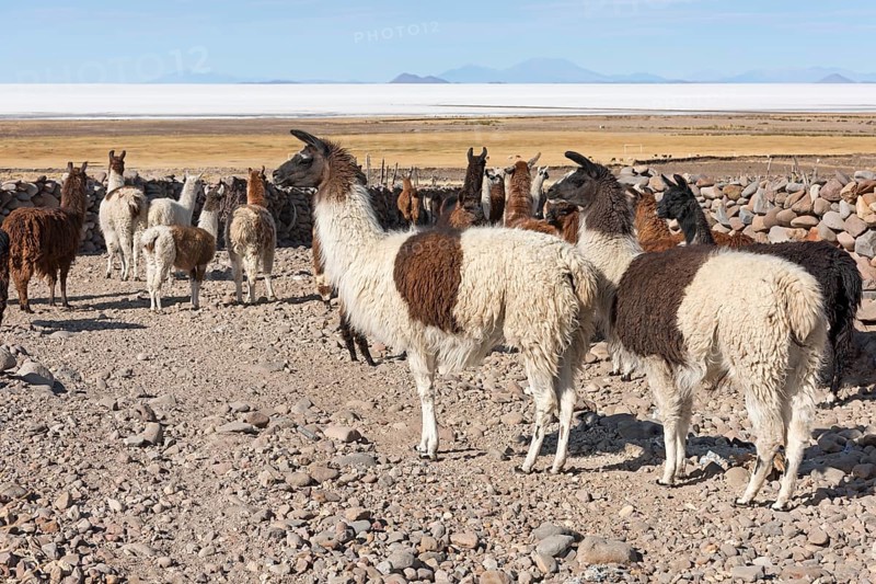Llamas