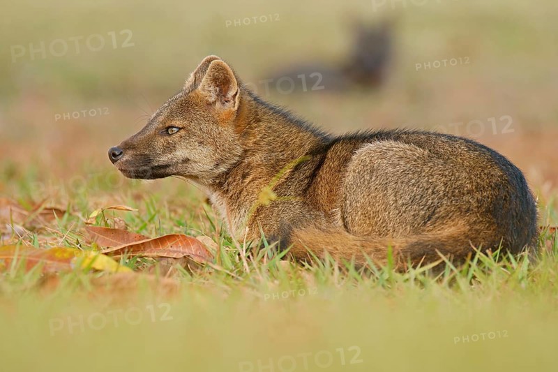 Crab-eating foxes