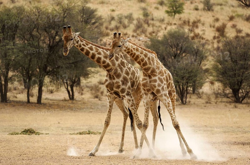 Southern Giraffe