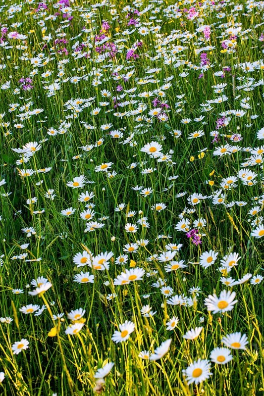 Sea of blossoms