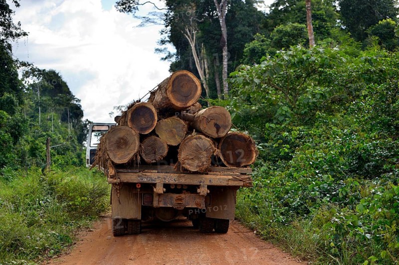 Trucks loaded with tree trunks
