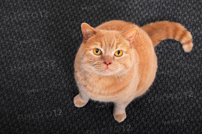 British short-hair cat sitting on carpet and looking up