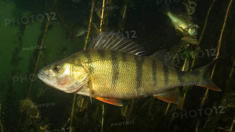 European perch
