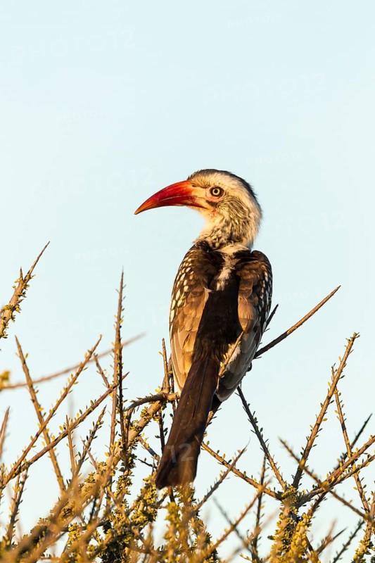 Red-billed hornbill
