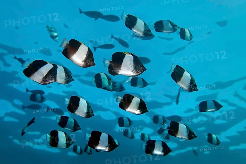 Swarm Brown-and-white butterflyfish