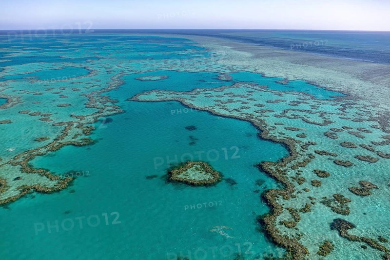 Coral Reef