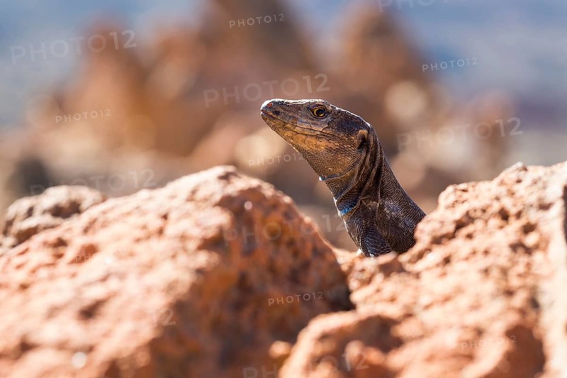 Tenerife Lizard