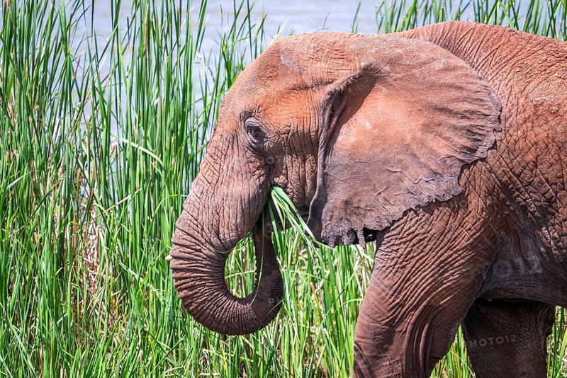 African Elephant