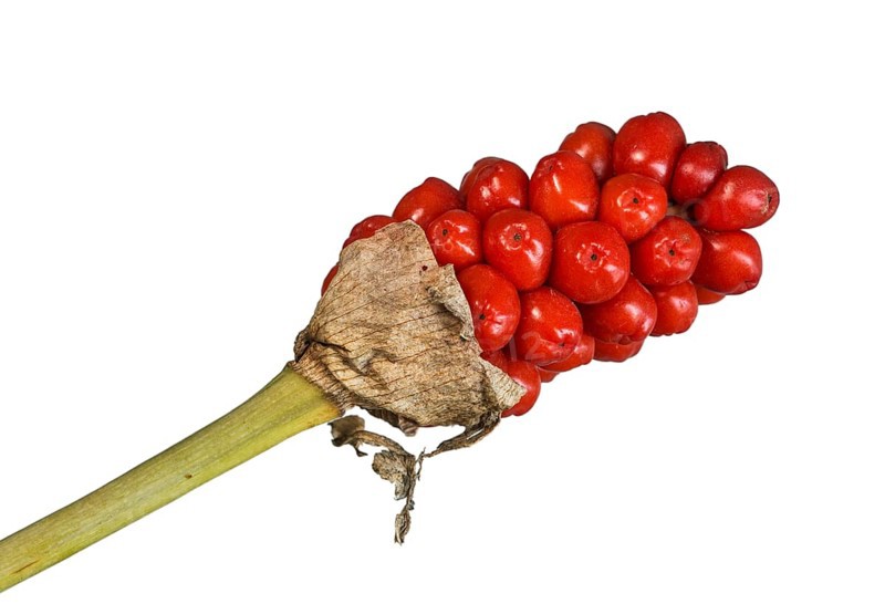 Infructescence with ripe berries