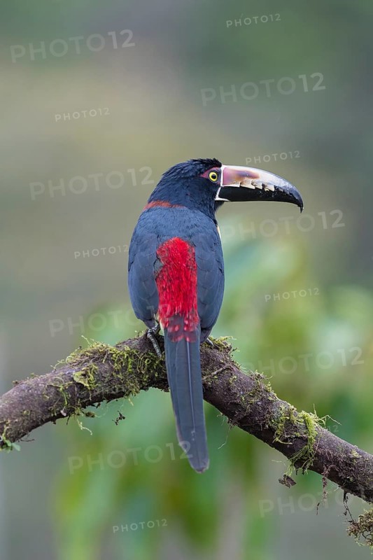 Collared aracari