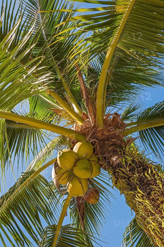 Coconut palm with coconuts