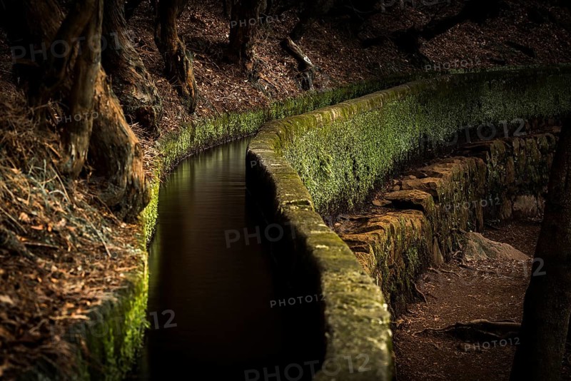 Levada water channel in the rainforest
