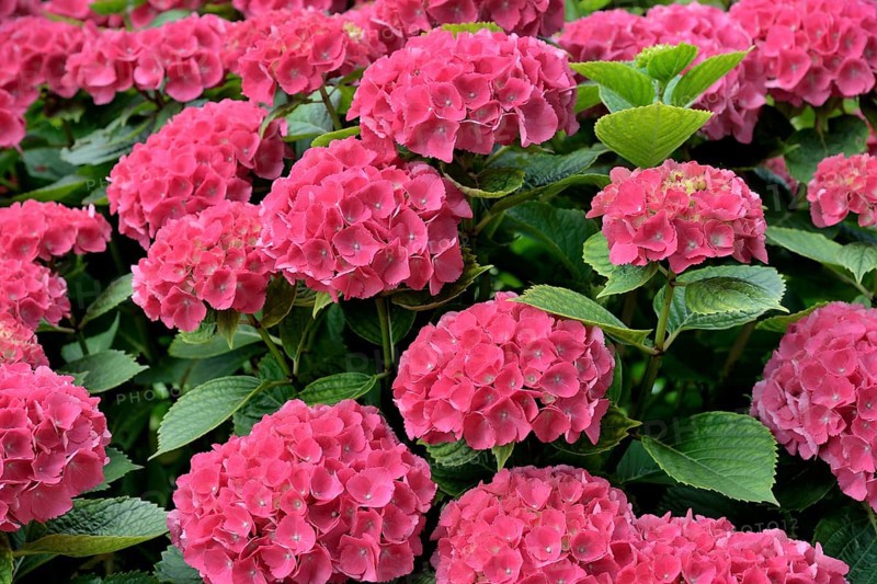 Hydrangea