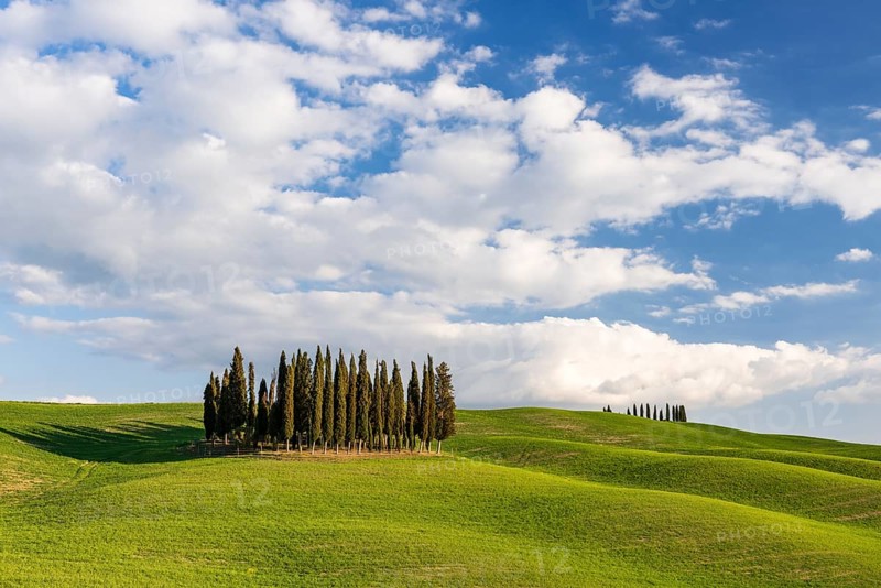 Group of cypress trees