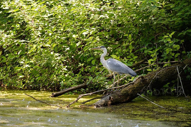 Grey geron