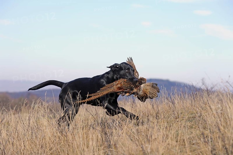 Labrador Retriever
