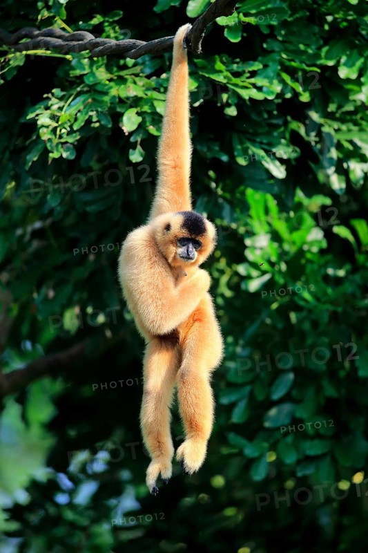 Southern Yellow-cheeked Crested Gibbon