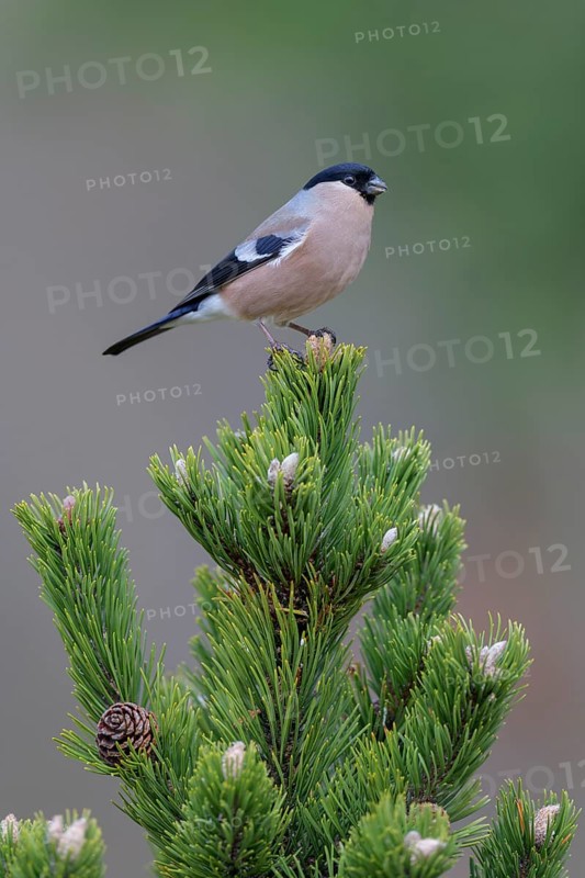Eurasian bullfinch