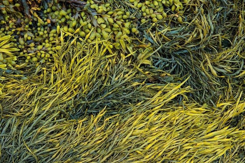 Various marine algae
