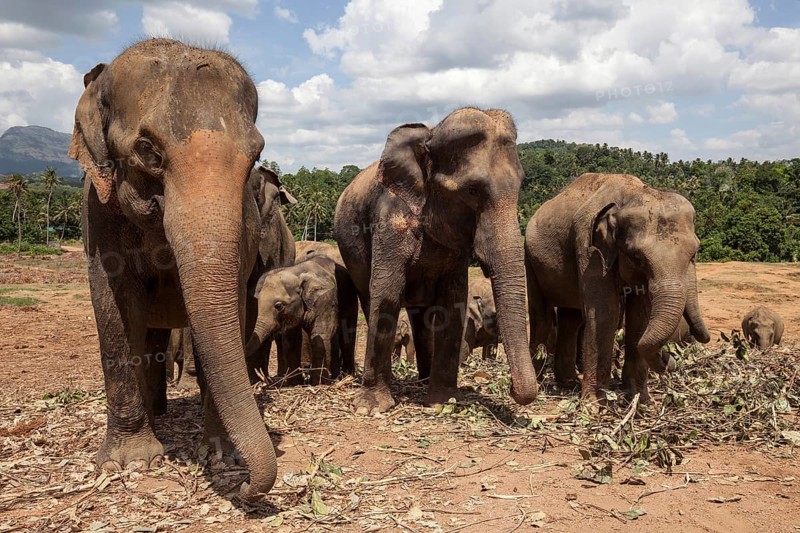 Asian elephants