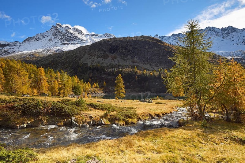 Larch forest in autumn