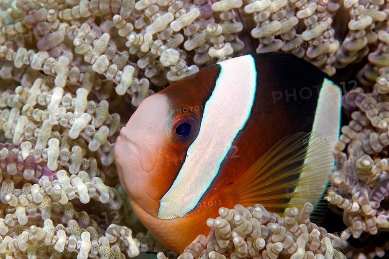 Clark's anemonefish