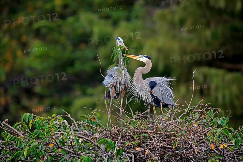 Great blue heron