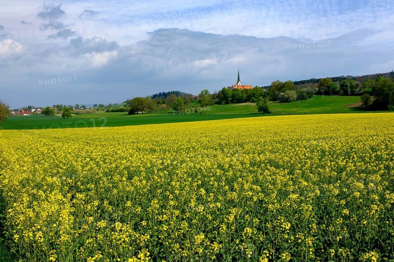 Rape fields with the Chapel of ease of the Assumption of Mary in Leutkirch