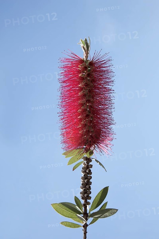 Scarlet Bottlebrush
